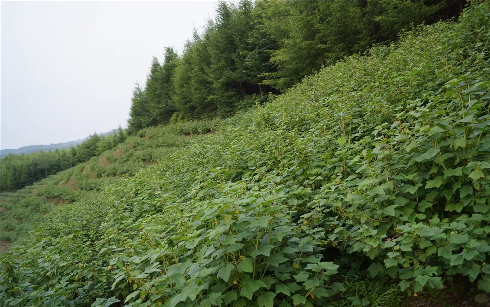 블랙커런트 재배 전정 관리 통풍 확보 병해 줄이기_5