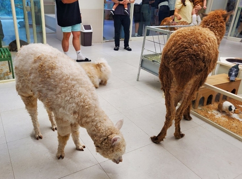 동종·이종 혼합 전시, 갈등과 스트레스 유발