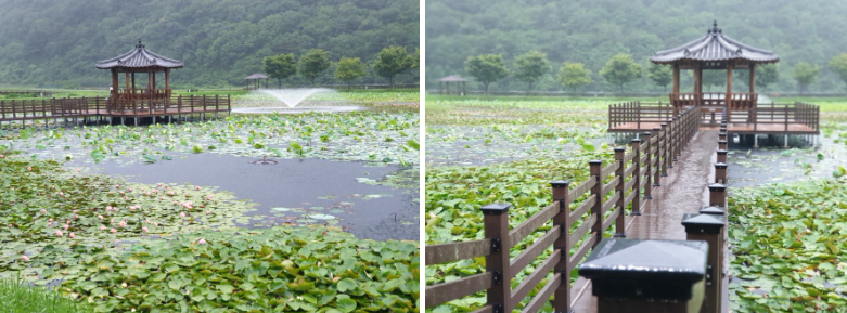 경남 고성 상리연꽃공원, 초여름 연꽃 세상이 열리는 곳