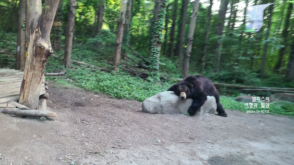 에버랜드 사파리 월드 꿀팁 (예약, 트램 좌석), 자유이용권 할인