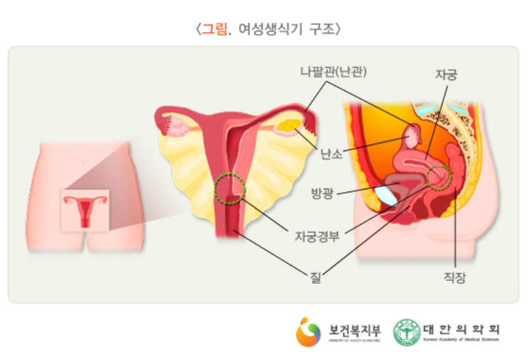 폐경전조증상