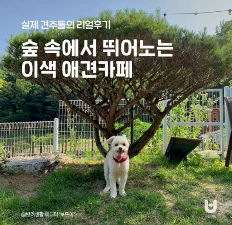 숲애견