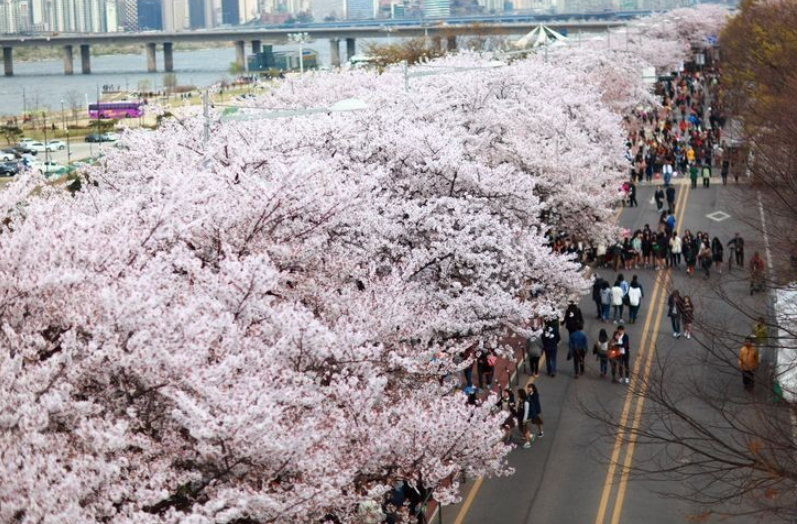 벚꽃 명소 추천