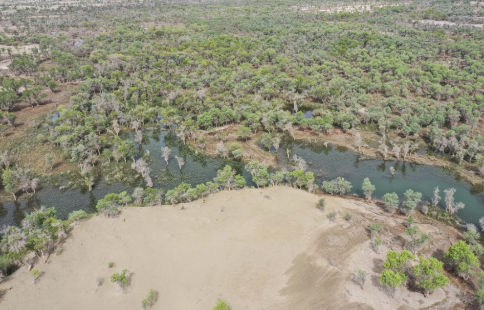 중국 신장 위구르 자치구 타클라마칸 사막 가장자리에서 항공 촬영된 사막 포플러 숲과 인근 물길의 풍경
