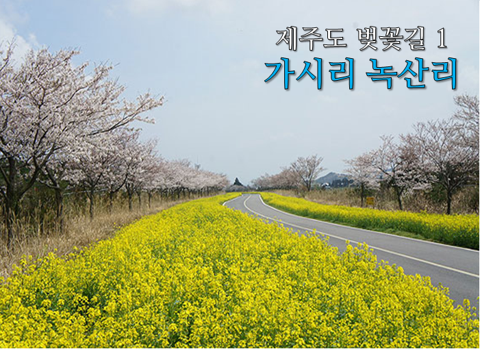 제주 벚꽃길