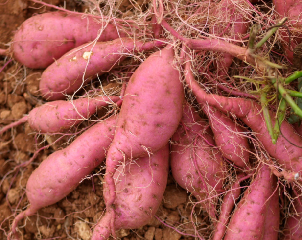 땅끝참고구마농장