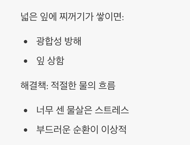 멈춰있는 물, 병들어가는 잎사귀