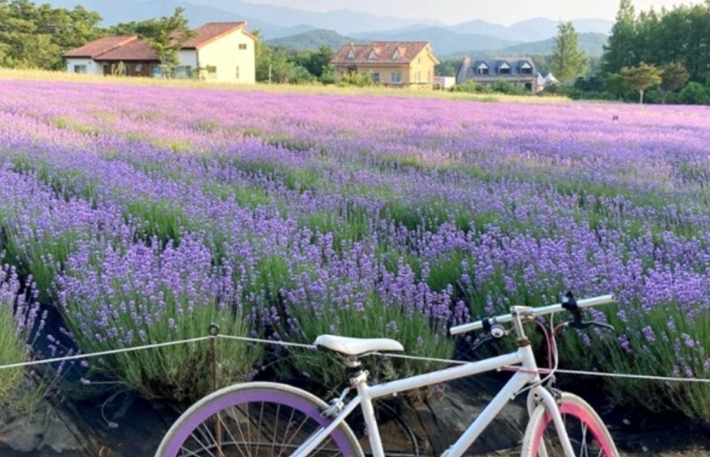 하늬라벤더팜 이미지