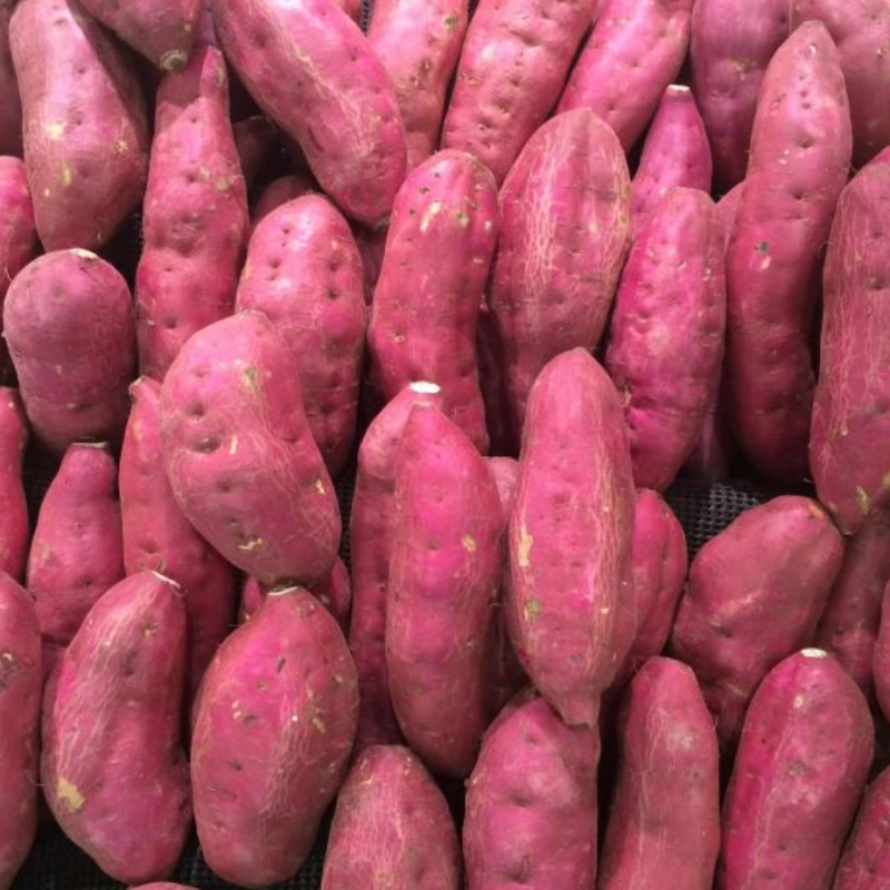 생고구마-효능-칼로리-부작용-먹는법