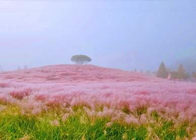 합천 핑크뮬리 신소양체육 공원 맛집 및 무료 주차 꿀팁