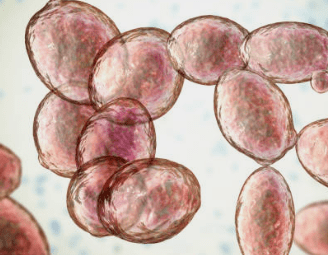 맥주효모의 효능 11가지&amp;#44; 부작용