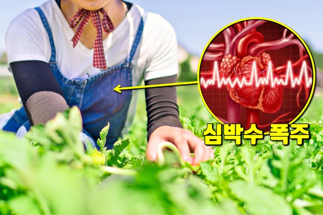 열사병 일사병, 폭염, 심장 돌연사, 여름, 건강, 팁줌 매일꿀정보