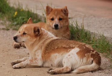 진돗개/출처:어도비스톡