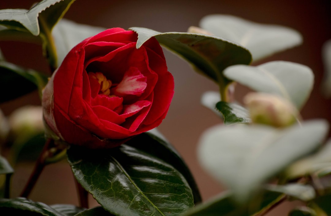 Camellia