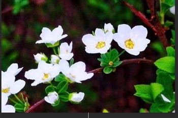 이팝꽃 명소, 조팝나무 이팝나무 차이와 꽃말 개화시기