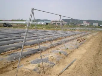 지지대 설치 방법 고추 토마토 참외 수박 쓰러짐 예방_23