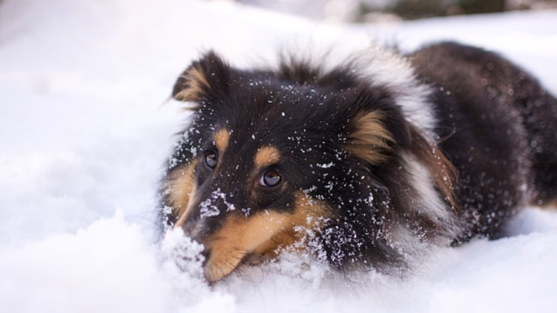 추위에 약한 강아지 견종