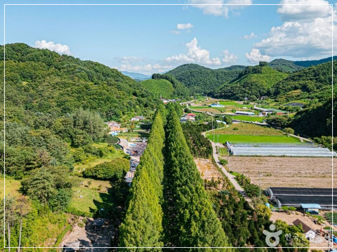 진안 가볼만한곳 베스트10 부귀 메타세쿼이아길