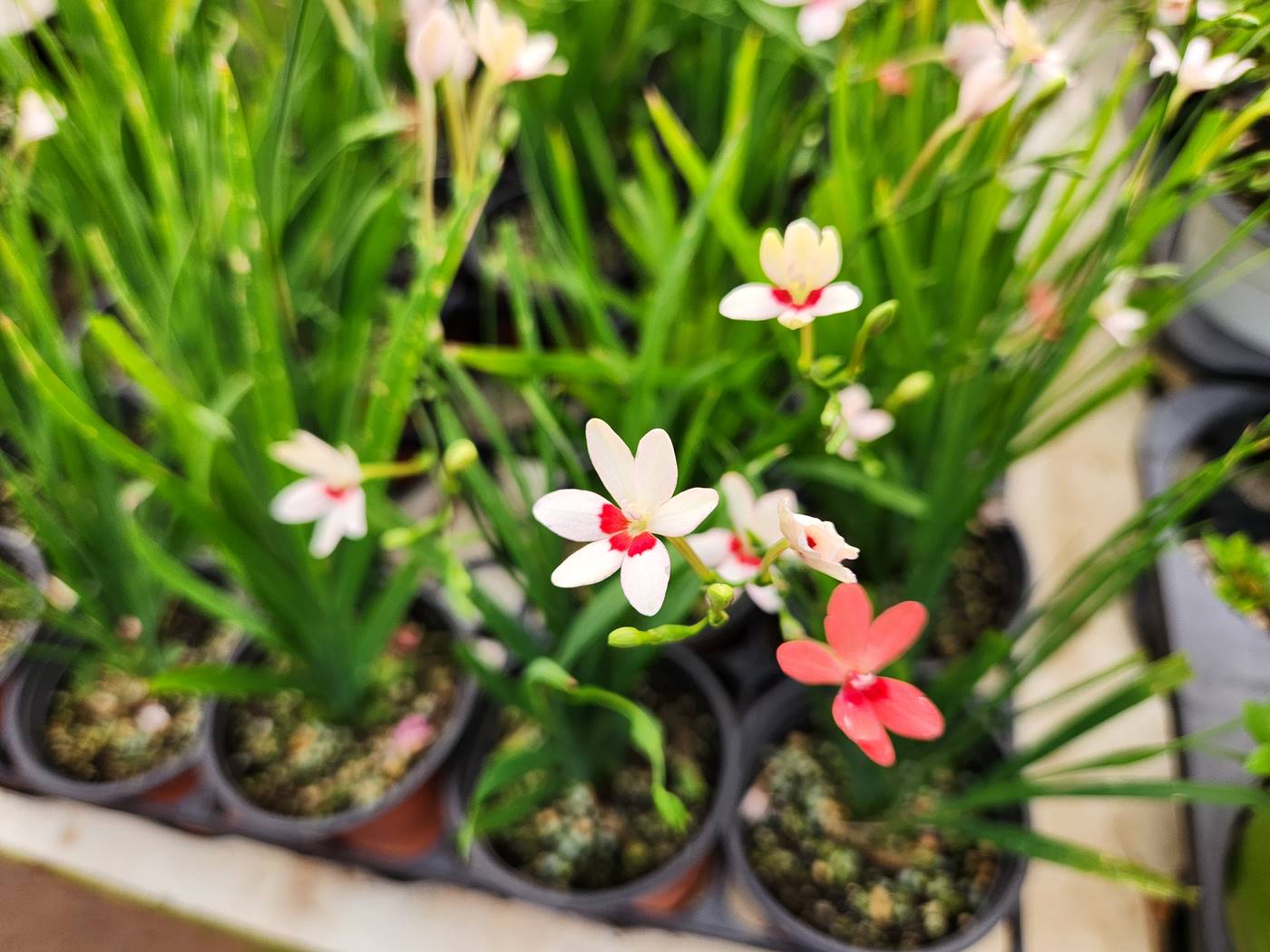 프리지어 락사 Freesia laxa