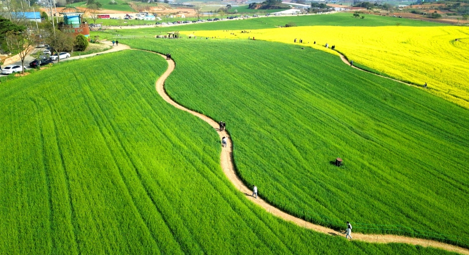 고창청보리밭