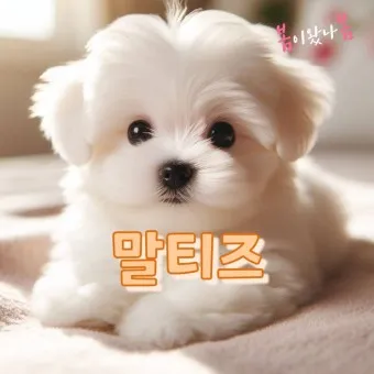 말티즈 성격 분양 가격 수명 장점 단점_16