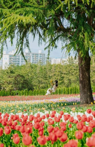  이월드 튤립 트래블 