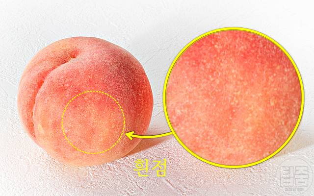 맛있는 복숭아 고르는법 흰점 복숭아보관법 신비 천도 황도 백도