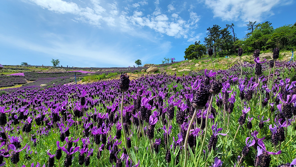 퍼플섬 라벤더 축제