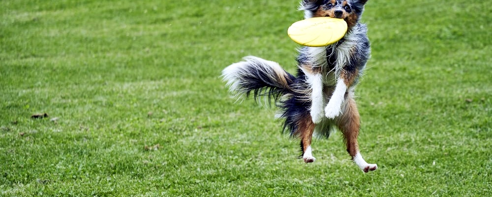 강아지 훈련 시키는 방법 16