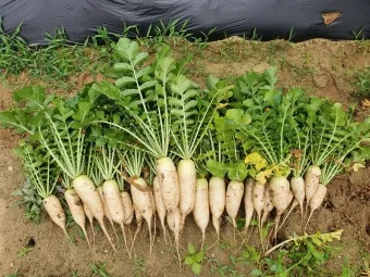 알타리무 재배 서늘한 기온 관리 연속 수확 물 주기_3