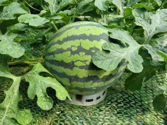 수박 재배 접목 선택 순 따기 당도 올리기_12