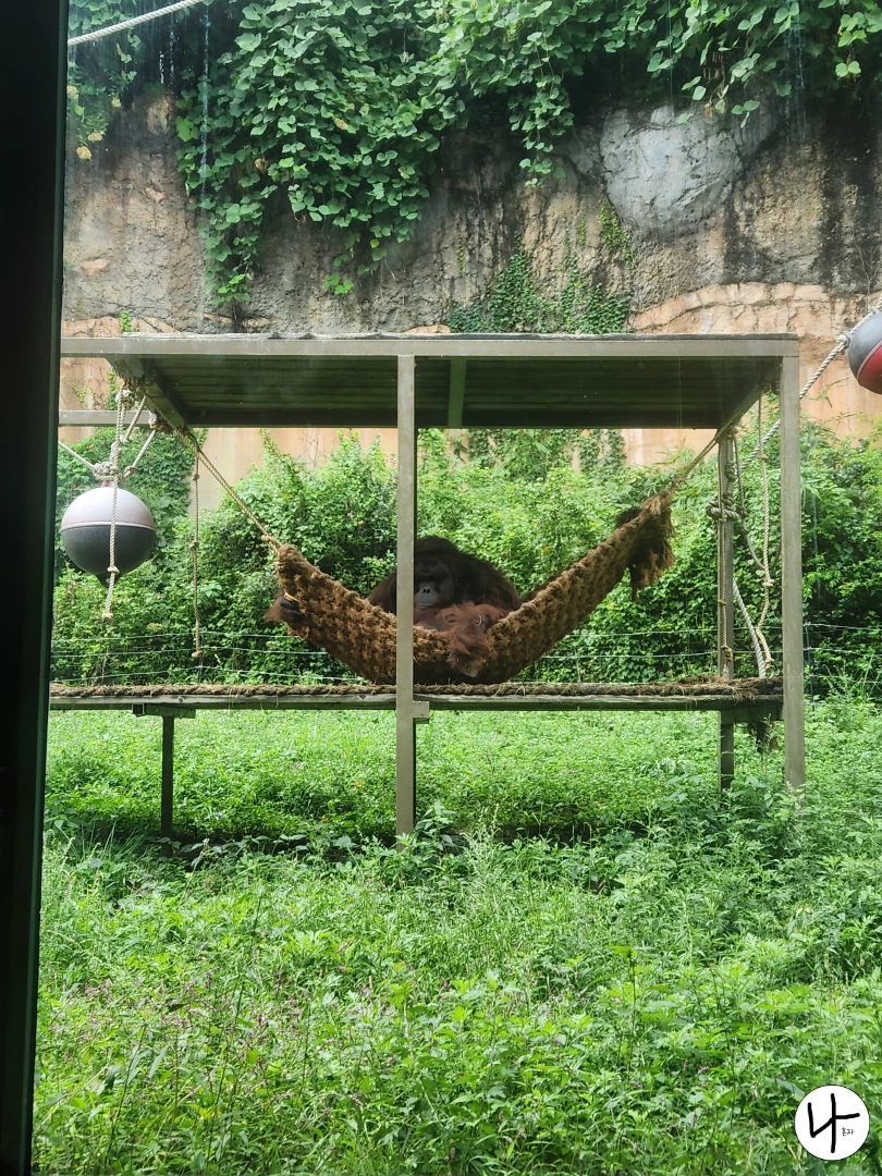 해먹-위-앉아있는-오랑우탄