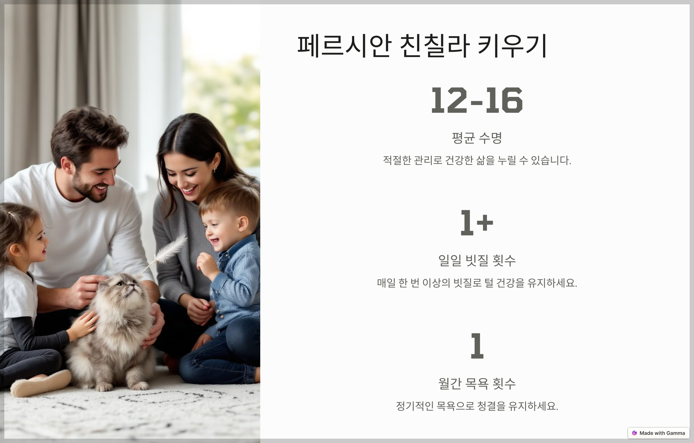 페르시안 친칠라 키우기