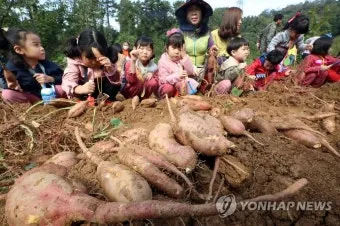 중부지방 고구마 수확시기 핵심 체크_6