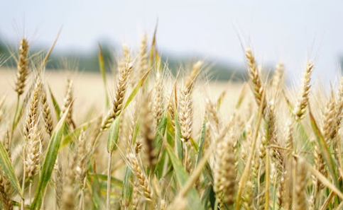 농지연금 완전정복: 조건&middot;신청절차&middot;활용 전략 한눈에