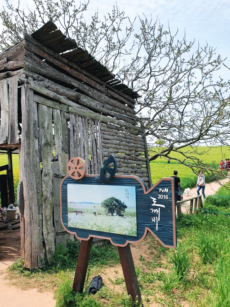 고창 청보리밭 축제