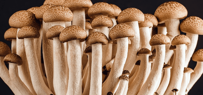 레시틴이 많은 음식 사진7