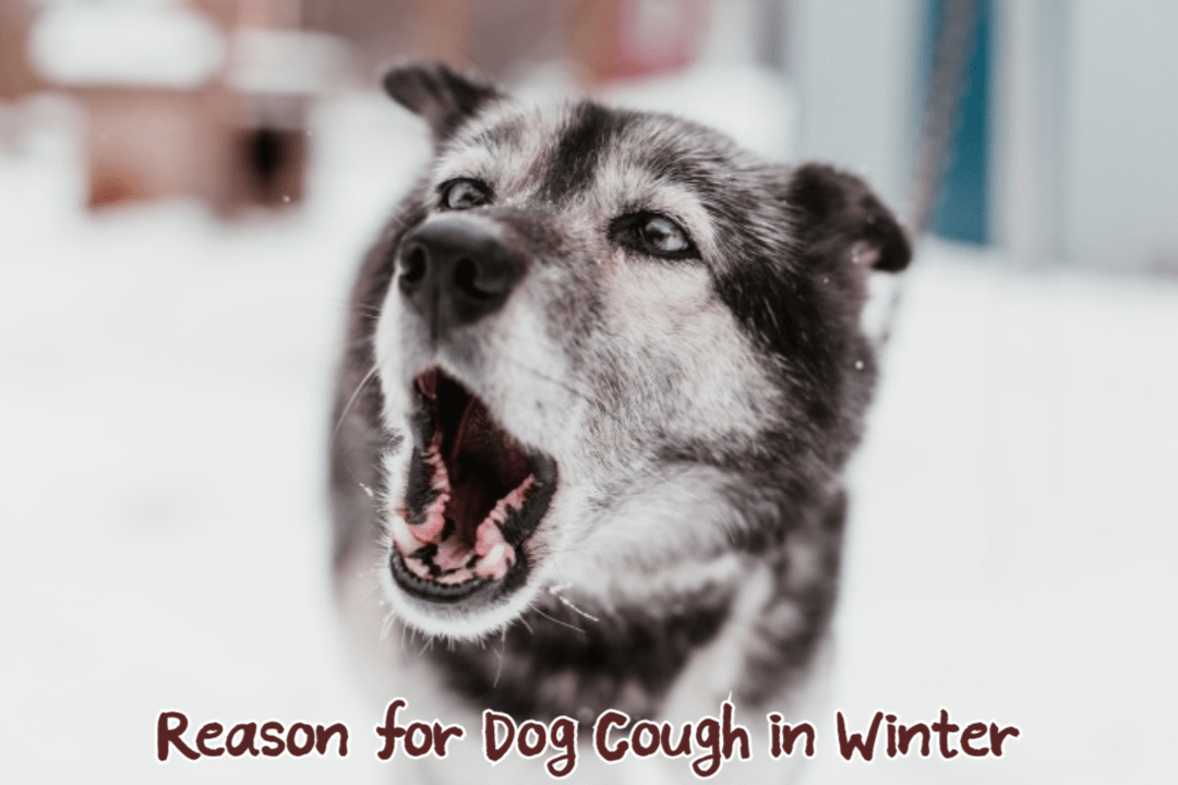 Reason for Dog Cough in Winter