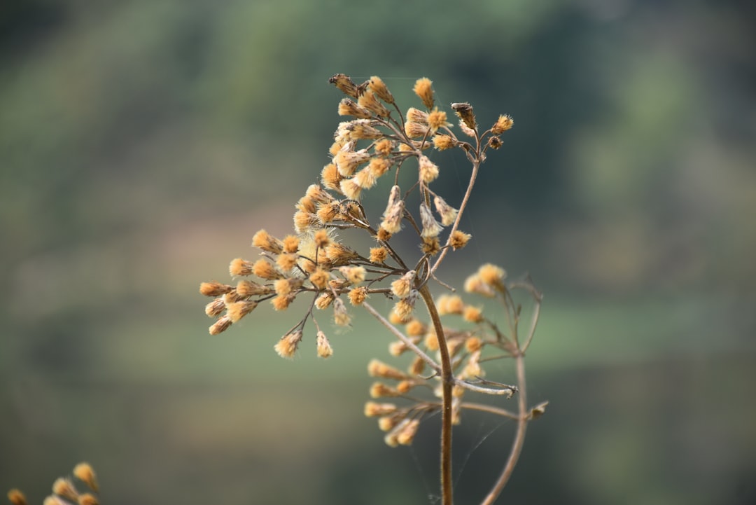 Buckwheat
