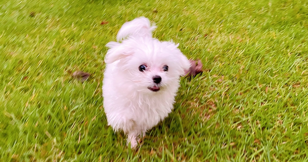 강아지-골육종-원인과-예방을-미리미리-하여-건강하게-지내는-강아지