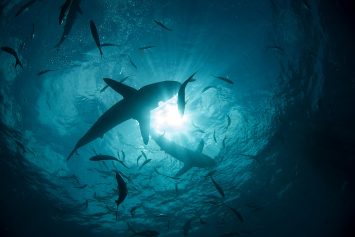상어 꿈 해몽 [ 상어 쫓아오는 꿈&amp;#44; 상어 잡는 꿈&amp;#44; 상어 보는 꿈 등 ] 