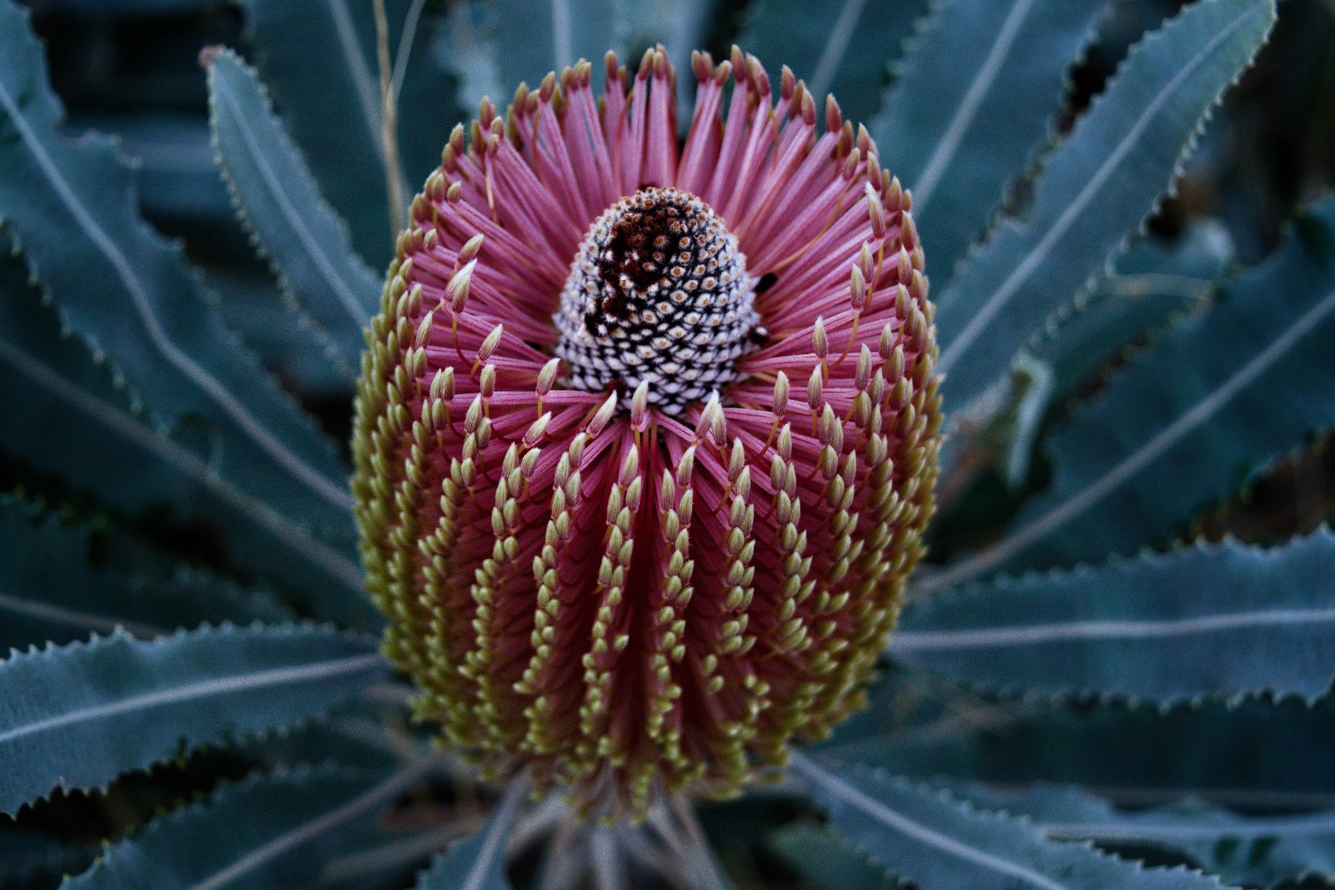 밀크시슬, 간 건강뿐일까? 신장 건강까지 함께 관리하는 이유