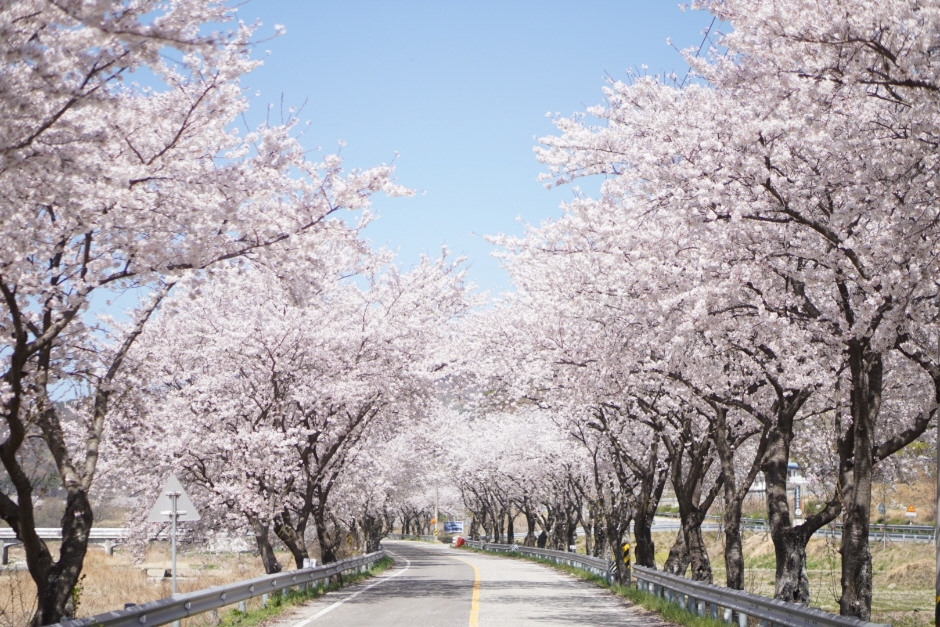 경상도 벚꽃 명소 추천