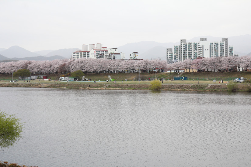 금호강 벚꽃