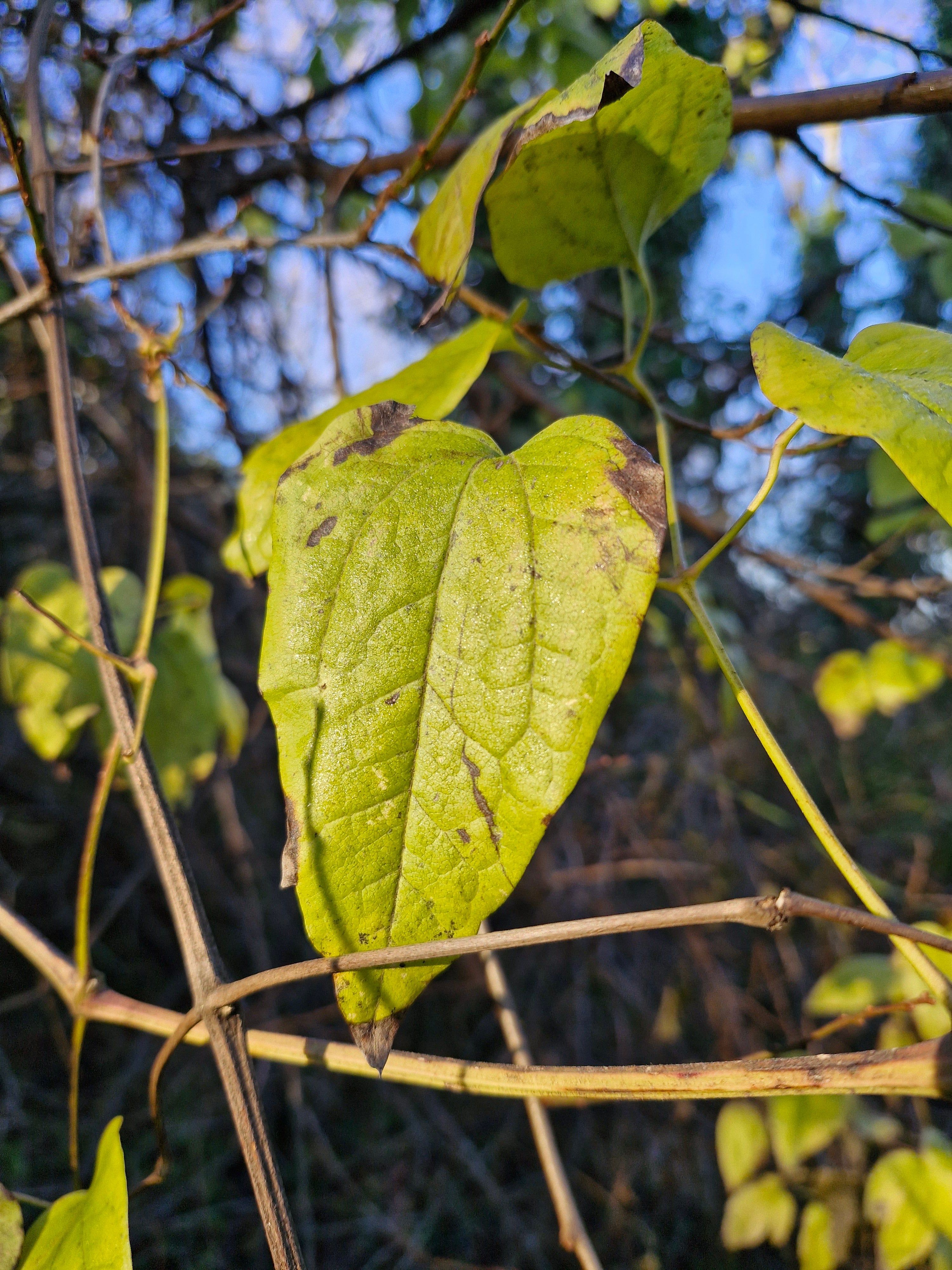 S23 FE 사진 샘플