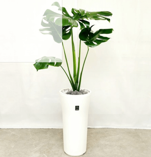 실내식물 5종 비교기: 키우기 쉬운 순서대로