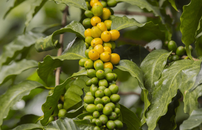 커피나무에 커피콩이 열려서 익어가고 있는 모습