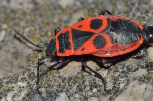 빈대 출몰 지역 확인 &lt;빈대 현황판: 빈대보드&gt;