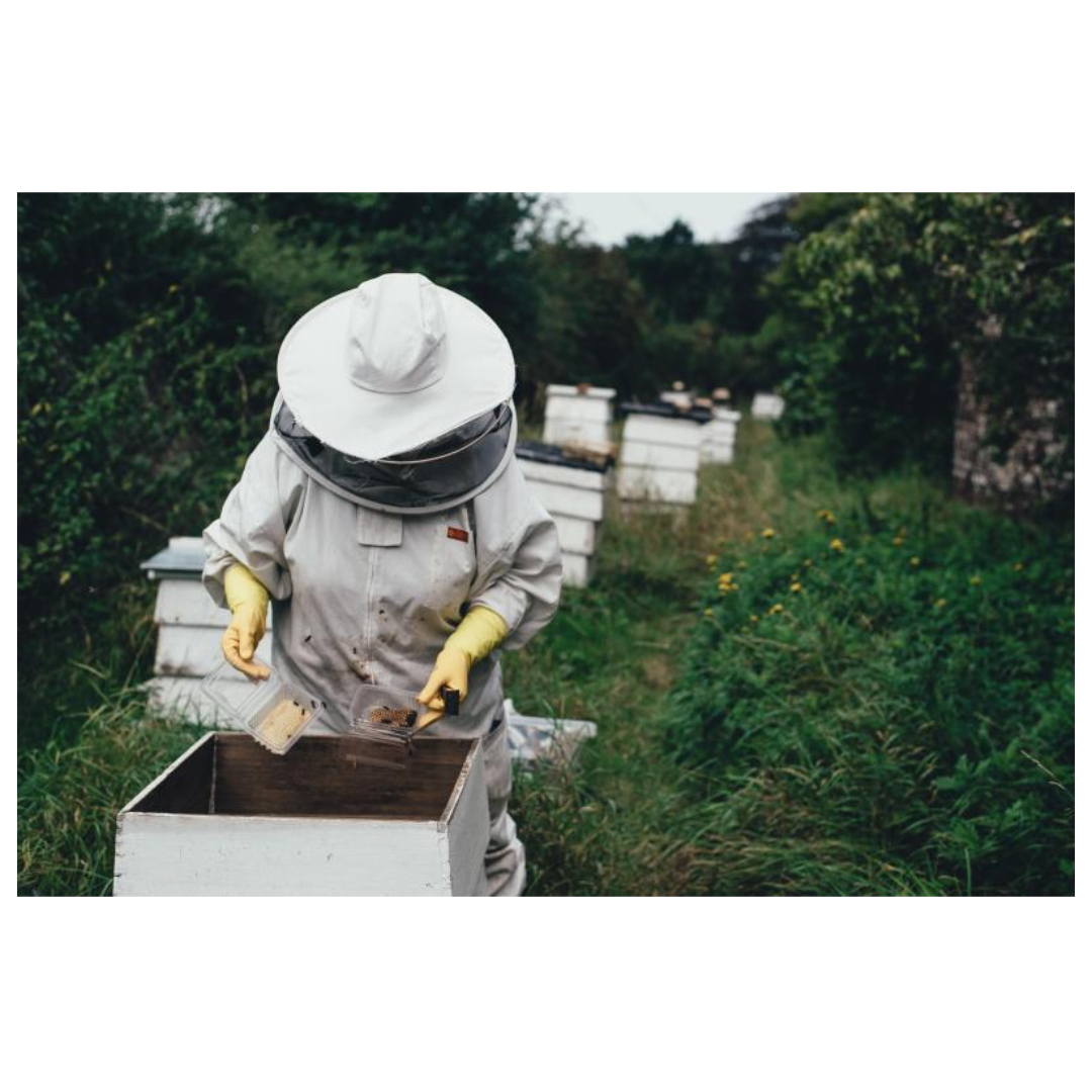 프로폴리스와 관련된 사진입니다.