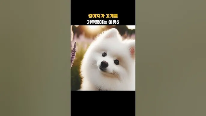 강아지 고개 갸우뚱 이유 의미 뜻_5